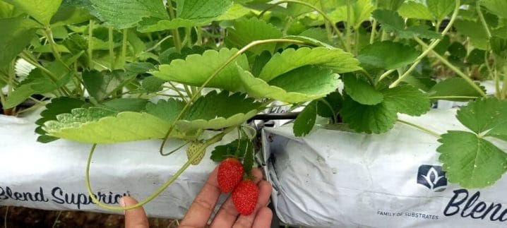 frutilla/fresa en Nicaragua