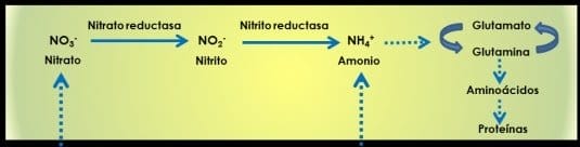 reduccion nitrogeno