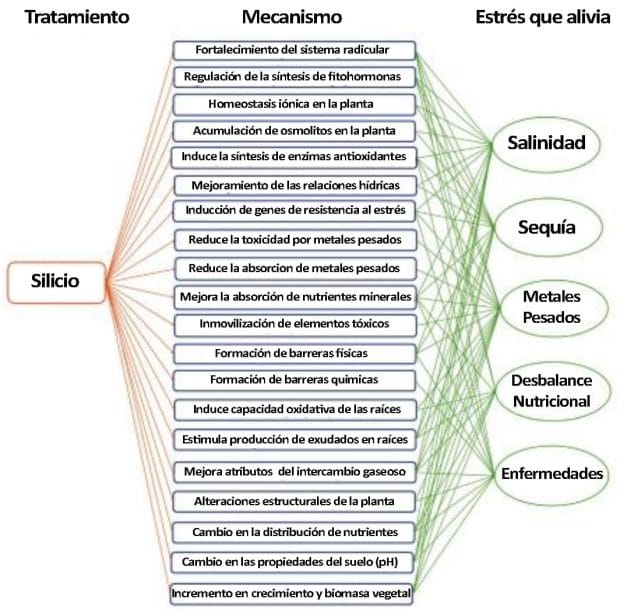 diatomeas biosilicio