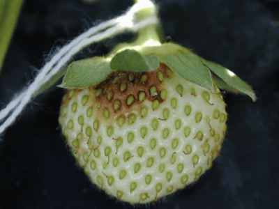 Botrytis cinerea en frutilla/fresa