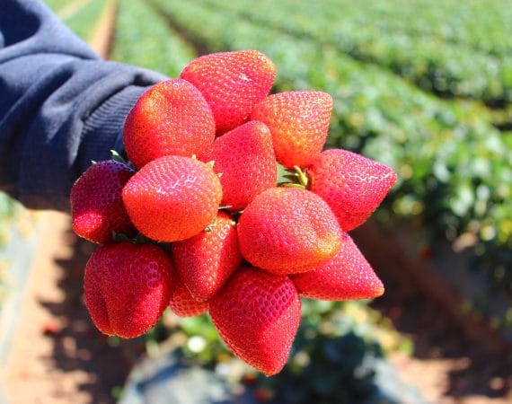 Perú: productores traerán variedades españolas de fresa para aumentar rendimientos