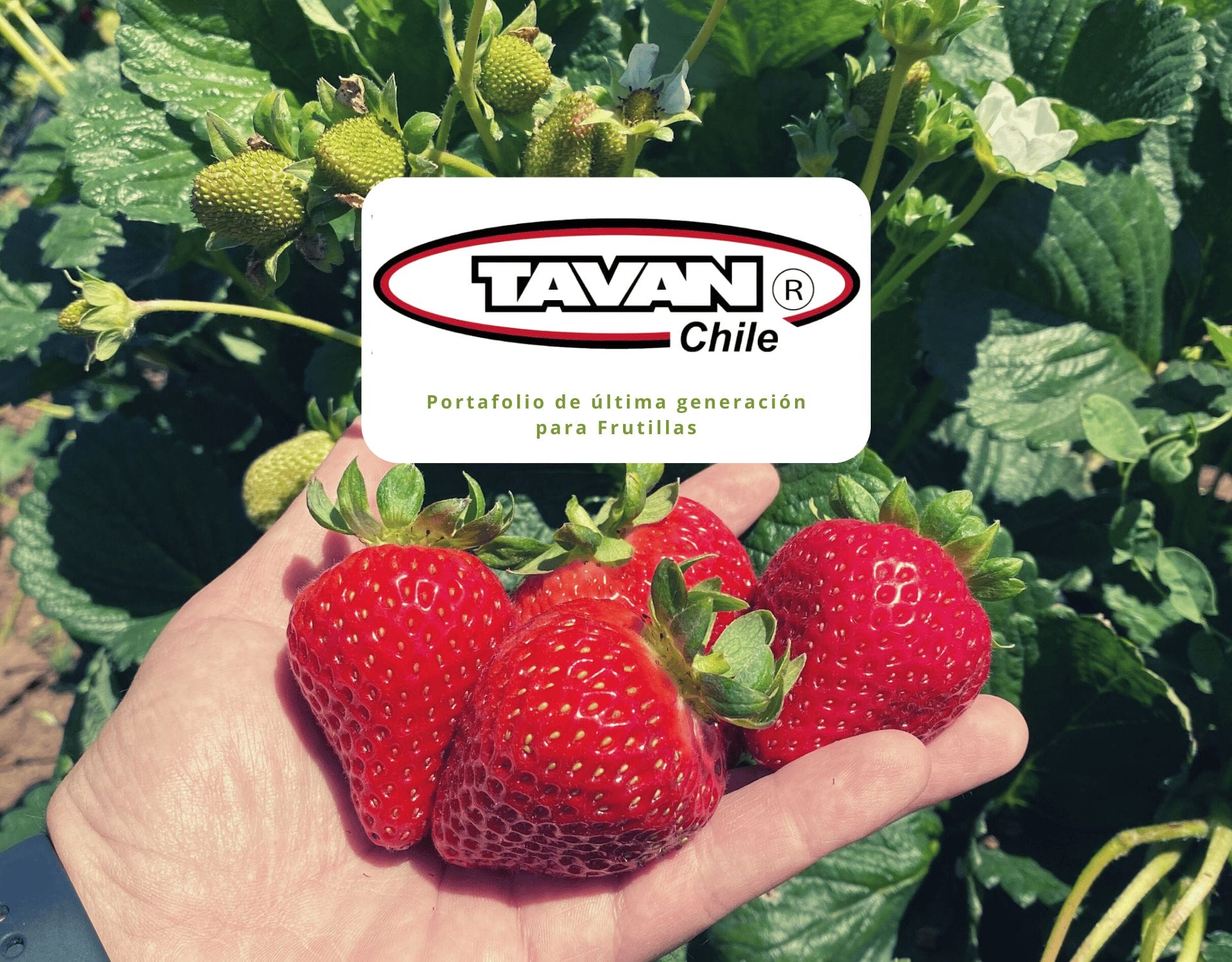 Tavan Chile: Biotecnología con soluciones de vanguardia